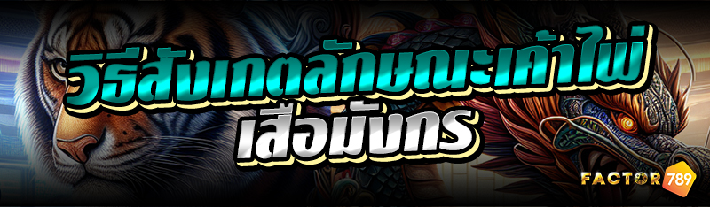 วิธีสังเกตลักษณะเค้าไพ่เสือมังกร